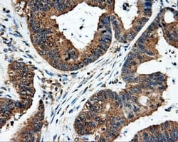 FAHD2A Antibody (clone OTI5A7)