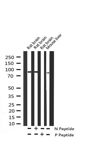 ADAM17 / TACE Antibody (phospho-Thr735)