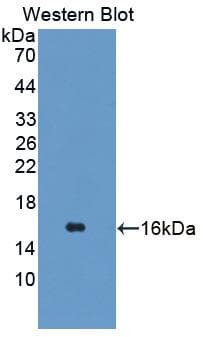 TSPAN1 / TM4SF Antibody (aa112-215, APC)