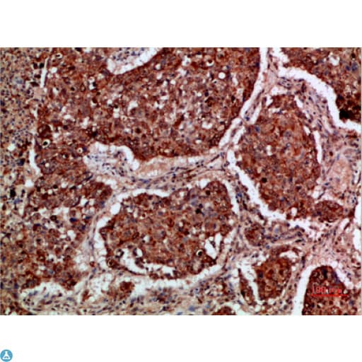 IMP3 Antibody