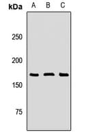 SOS1 Antibody