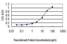 Monoclonal Mouse anti-Human Osteocalcin Antibody (clone 2D4, IF, WB)