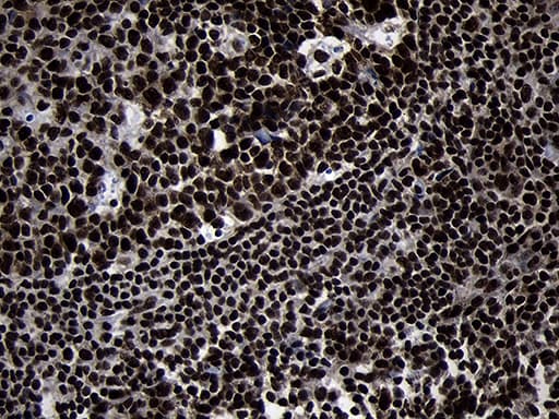 HOXC4 Antibody (clone OTI1F6, Carrier-free)