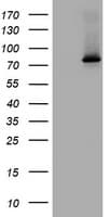 RASGRP3 / GRP3 Antibody (clone OTI2G7)