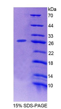 Mouse ENOX2 Protein (Recombinant His-T7)