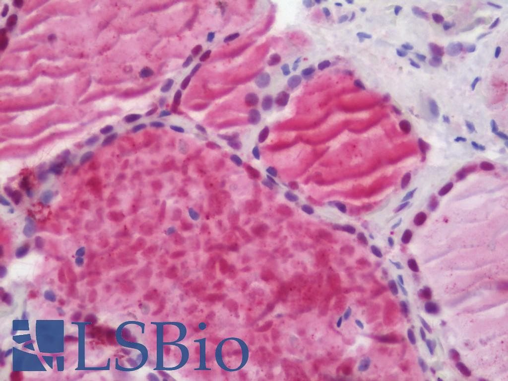 IHC-plus™ PAX8 Antibody (aa145-194)