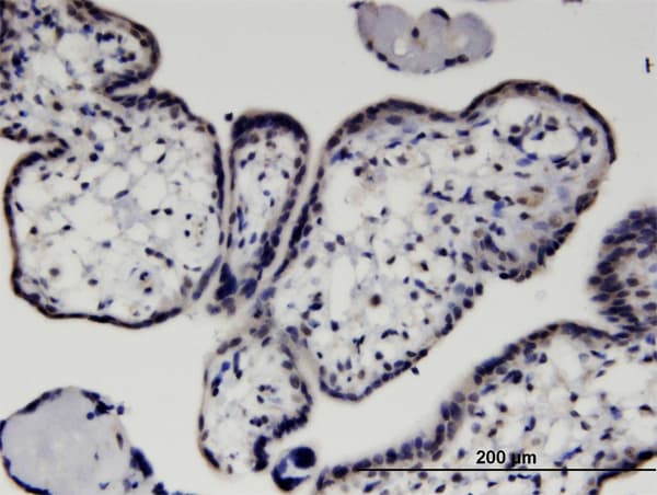 HEXIM1 Antibody (clone 4G4)