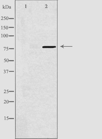 Polyclonal Rabbit anti-Human DQX1 Antibody (IF, WB)