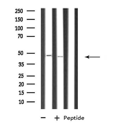 RRAGB / RAGB Antibody