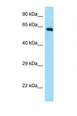Polyclonal Rabbit anti-Mouse AMER2 Antibody (N-Terminus, WB)