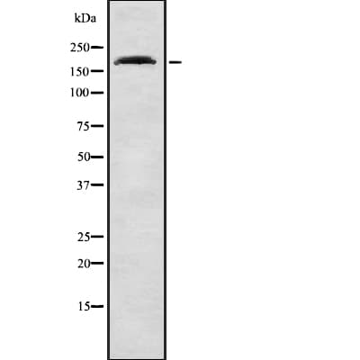PEG3 Antibody