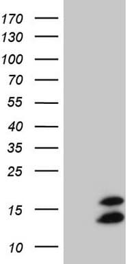 Monoclonal Mouse anti-Human FAM104B Antibody (clone OTI1D10, WB)