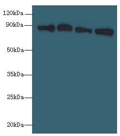 XRCC5 / Ku80 Antibody