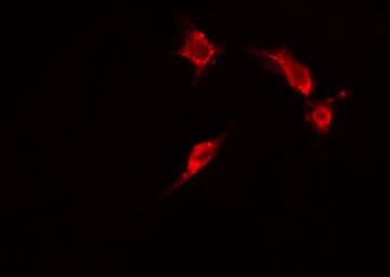 ENO2 / NSE Antibody