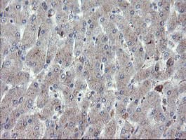 CHN1 Antibody (clone OTI2D10, Carrier-free)