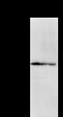 DHX38 Antibody (clone 2271C1a)