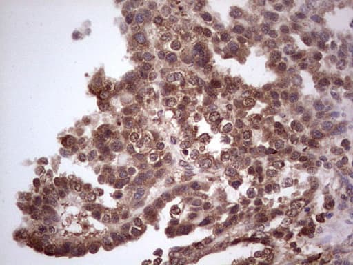 CDKL2 Antibody (aa291-493, clone OTI12C2, Carrier-free)