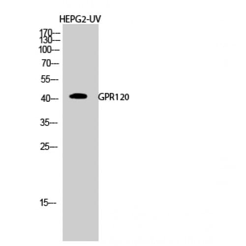 Polyclonal Rabbit anti-Human O3FAR1 / GPR120 Antibody (190-270 aa, Internal, IF, WB)