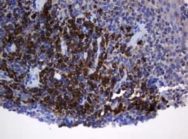 SRPRB Antibody (clone OTI2D4, Carrier-free)