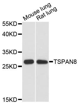 CO-029 / TSPAN8 Antibody