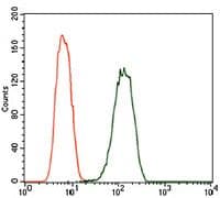PDE1B Antibody (Amino Acid: 370-536, clone 5C4A3)