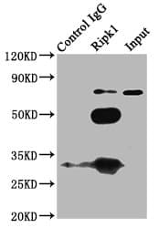 RIPK1 / RIP Antibody