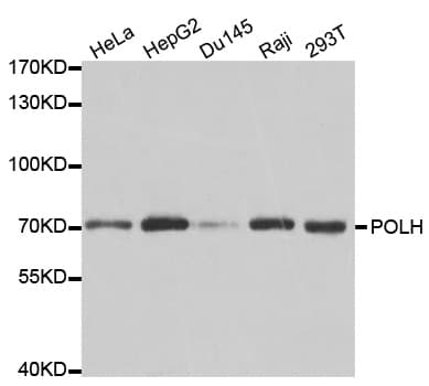 POLH / DNA Polymerase Eta Antibody