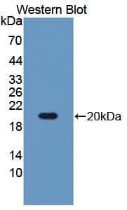 RARS Antibody (aa1-146, Cy3)