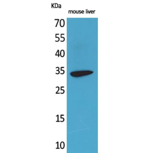 FGL1 / Hepassocin Antibody (Internal)