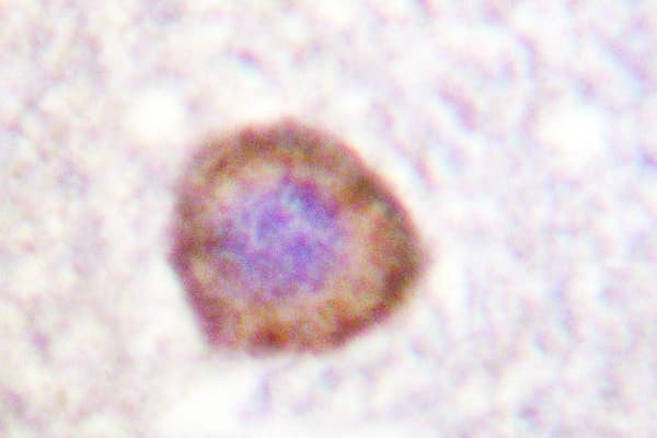 Polyclonal Rabbit anti-Human KCNA3 / Kv1.3 Antibody (Glu131, IHC, IF)