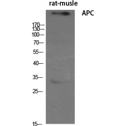APC Antibody (2770-2850 aa, C-terminal)