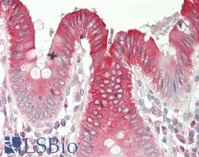 CDK5 Antibody (C-Terminus)