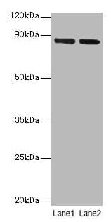 IHC-plus™ FOLH1 / PSMA Antibody (aa 48-750)