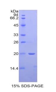 Rat BMP4 Protein (Recombinant His)