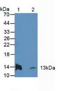 ATP5J Antibody (aa1-108, APC)