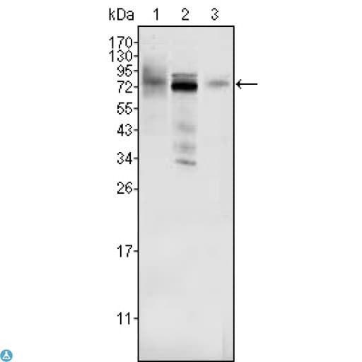 MDM4 / MDMX Antibody