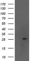 AK4 / Adenylate Kinase 4 Antibody (clone OTI1H1, Carrier-free)