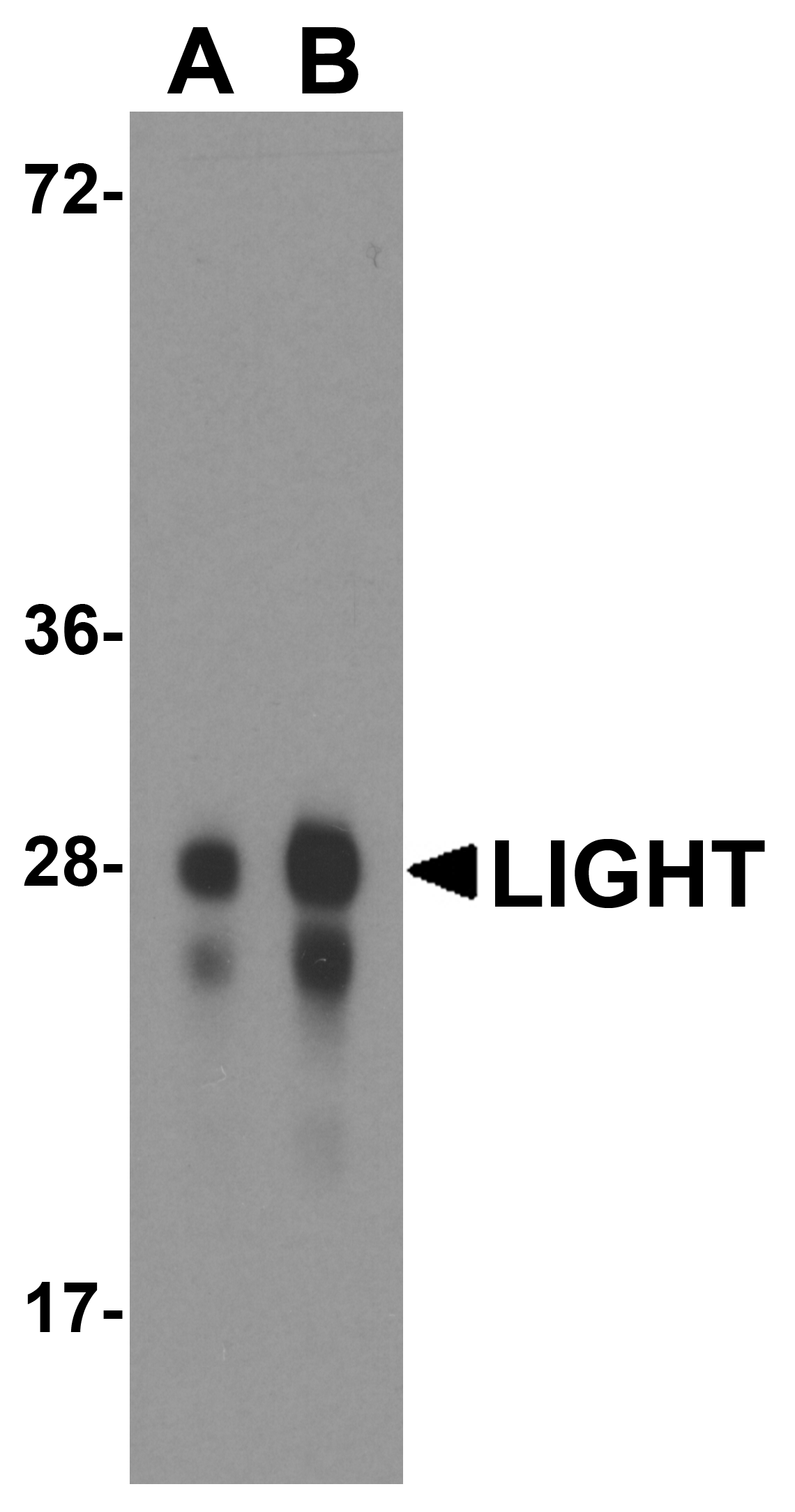 TNFSF14 / LIGHT Antibody (clone 7B9E12)