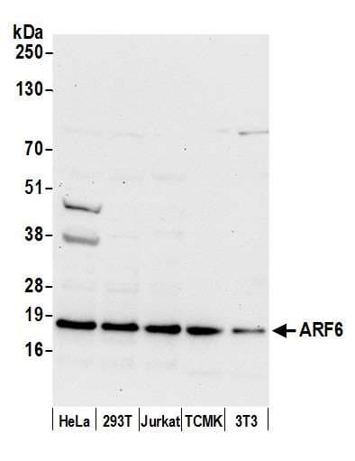 ARF6 Antibody (aa125-175)