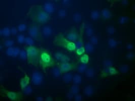 POGK Antibody (clone OTI2D5, Carrier-free)