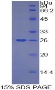 Mouse TNFSF14 / LIGHT Protein (Recombinant His-S)