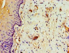 ABCB2 / TAP1 Antibody (aa524-808)