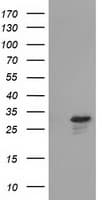 RASD2 Antibody (clone OTI1F7)