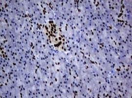 ZSCAN18 / ZNF447 Antibody (clone OTI4D10, Carrier-free)