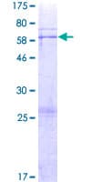 Human RPUSD3 Protein (Recombinant GST)