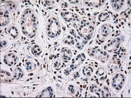 Monoclonal Mouse anti-Human MAPK12 / ERK6 / SAPK3 Antibody (clone OTI10E1, IHC, WB)