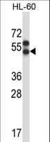 Polyclonal Rabbit anti-Human APLNR/ Apelin Receptor / APJ Antibody (aa215-244, WB)