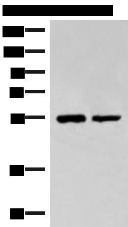 TIP49 / RUVBL1 Antibody