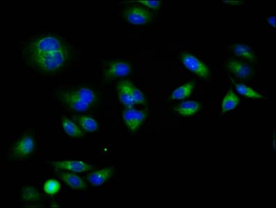 RXFP1/ LGR7 Antibody