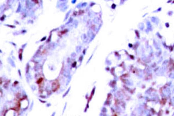 STAT1 Antibody (Gly695)